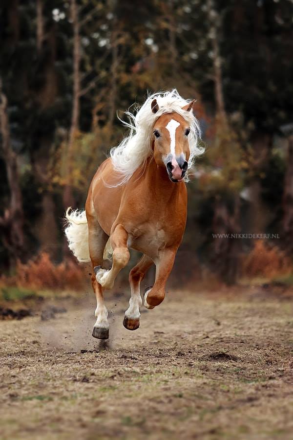 Haflinger breeding stallion Woody van Seadrift  @Nikki de Kerf - Equestrian Photographer